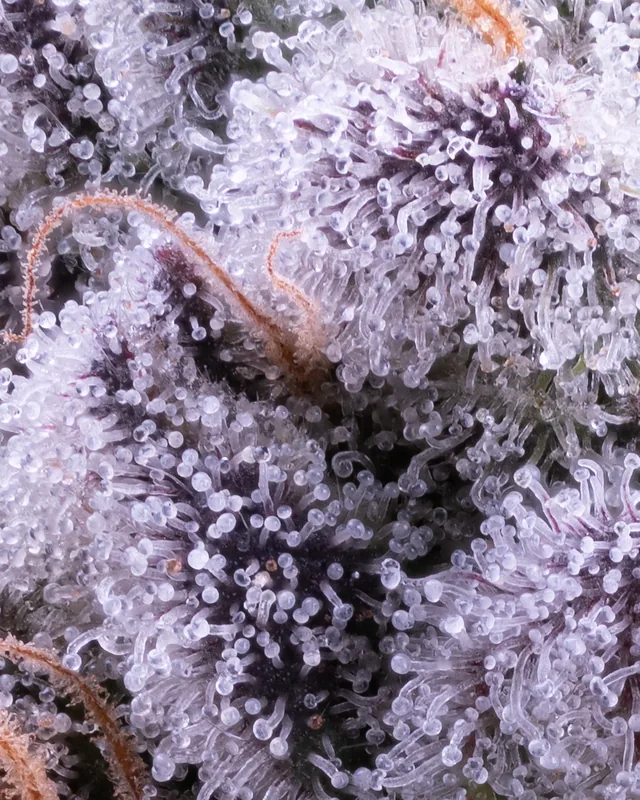 Trichome macro of Dulce de Uva grown by Showroom Cultivation