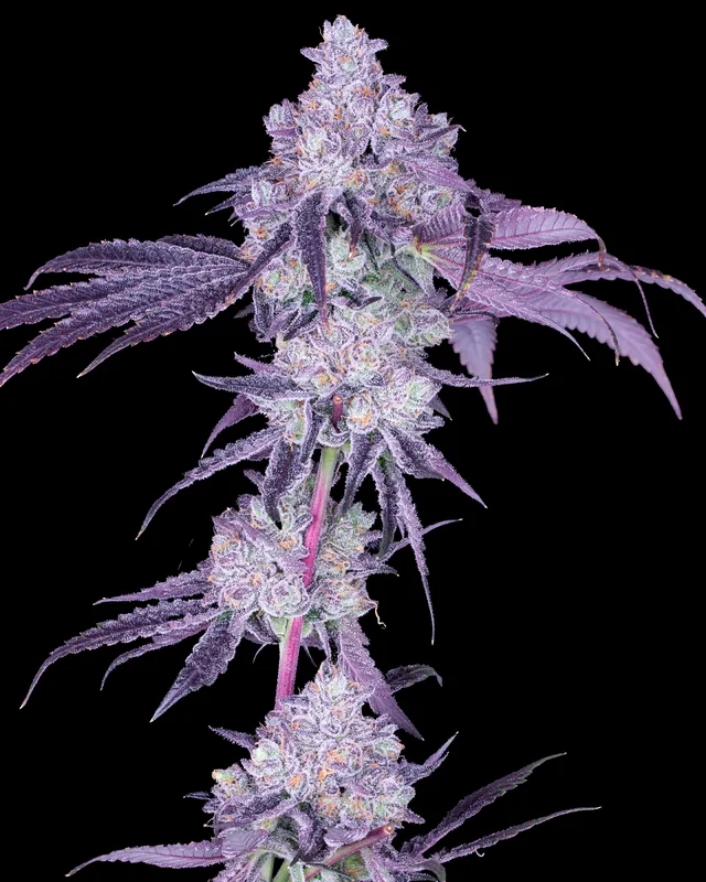 Violet Fog flower grown by Showroom Cultivation